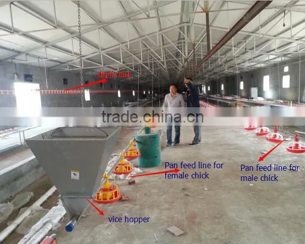 Automatic Chicken Equipment for Breeder