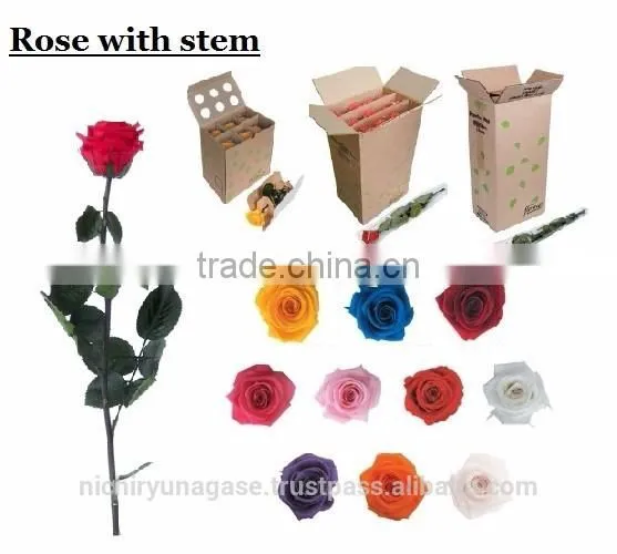 Pretty Hydrangea Preserved Flowers With Various Species photo-5