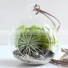 Transparent Bubble Round Shape Vase Flower Plant Water Container for Home Office photo-2