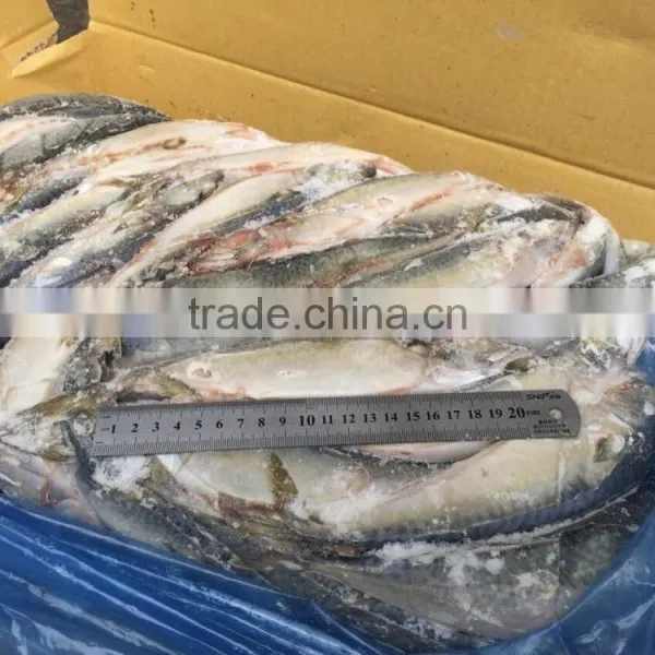 Block Frozen Pacific Mackerel photo-5