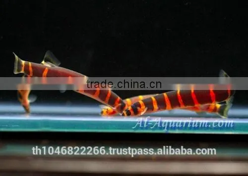 Giant Coolie Loach Fish / Aquarium Fish Farm photo-4