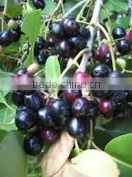 Eugenia Jambulana Extract photo-2