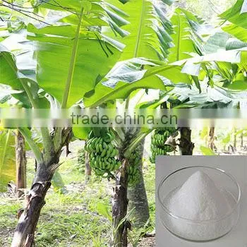 White Super Absorbent Polymer Banana