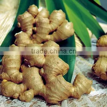 Fresh Ginger