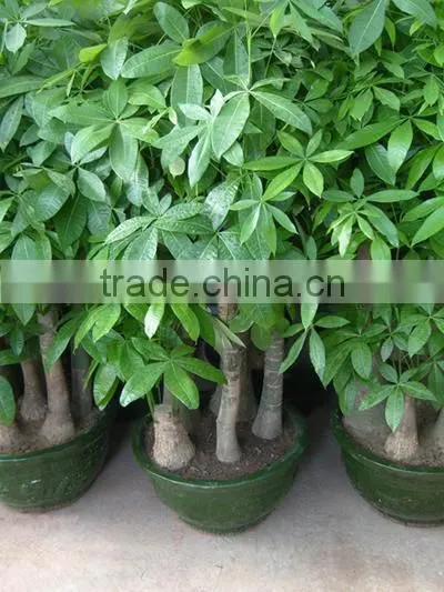 Pachira Macrocarpa of Indoor Outdoor Ornamental Bonsai Plants photo-2