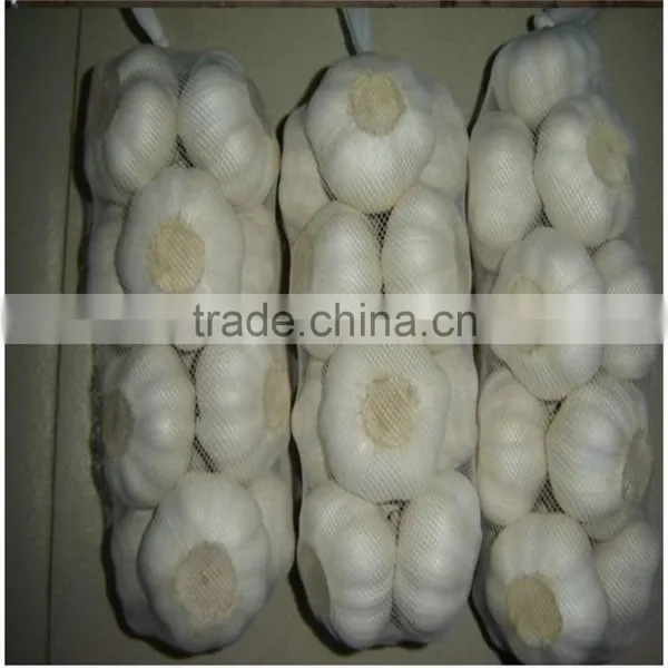 Wholesale Fresh White Garlic for Export photo-6