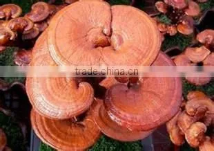 Mushroom Polysaccharides photo-4