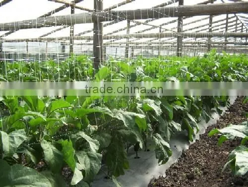 Climbing Plant Support Trellis Netting photo-5