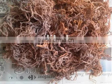 Eucheuma Cottonii With High Quality
