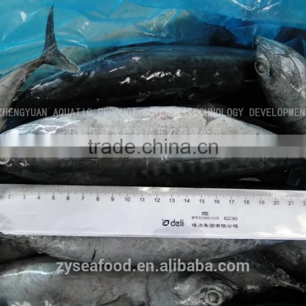 Best Price 300-500G Frozen Bonito Fish photo-2