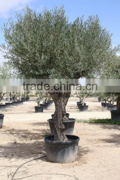 Olive Tree - Olea Europaea