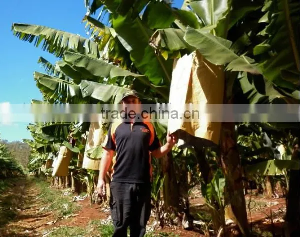 Banana Protection Bags/growing Bags for Fruit photo-4