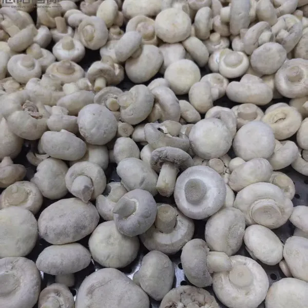 Premium IQF Frozen White Champginon Button Mushroom Cuts Whole Agaricus Bisporus for Wholesale photo-4