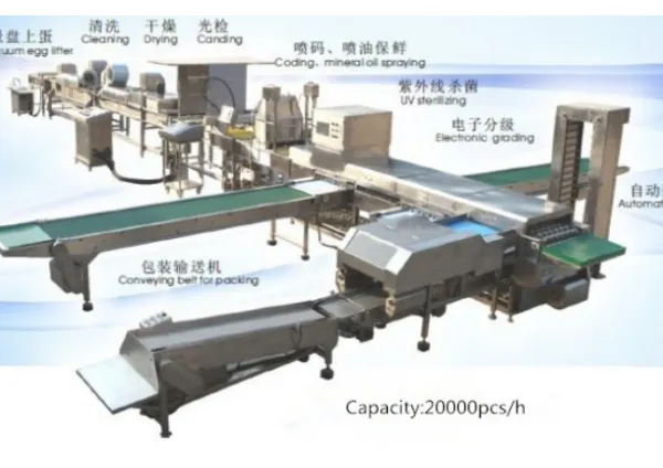 Egg Cleaning Sorting Packing Line photo-6