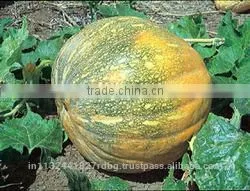 Fresh Pumpkin Export in India/yellow Pumpkin/white Pumpkin Eporters