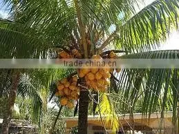 Semi Husked COCONUT photo-4