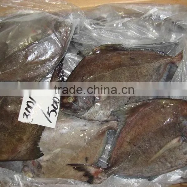 Frozen Black Pomfret Fish photo-3