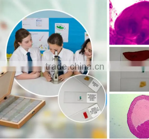Biological Slides Microscope Histology and Embryo Prepared Slides