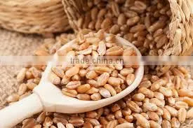 Vital Wheat Gluten photo-4