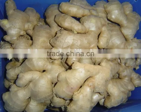 Chinese Fresh Ginger photo-5