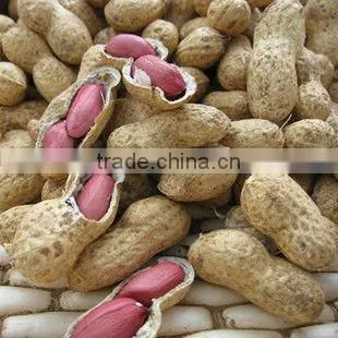 Shandong Good Quality Blanched Peanut Kernel/peanut in Shell photo-4