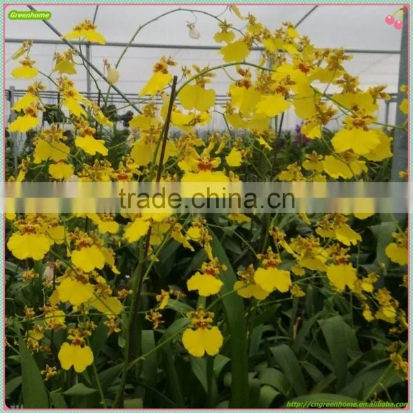 Oncidium