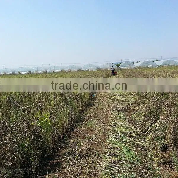New Condition Soybean Harvester Cutting Machine photo-6