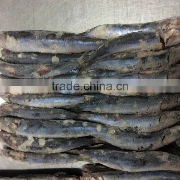 New Landing Sea Frozen Anchovy photo-3