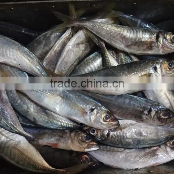 New Fish Frozen Horse Mackerel Seafood for Sale photo-4