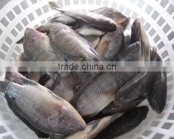 Frozen Tilapia photo-5