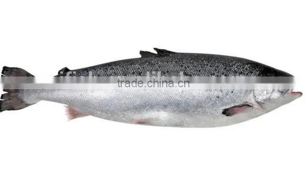 Atlantic Salmon photo-3