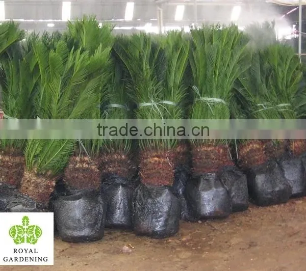 Cycas Revoluta Multi Branches photo-2