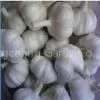 Pure White Garlic