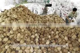 Fresh Natural Coconut Supplier photo-2
