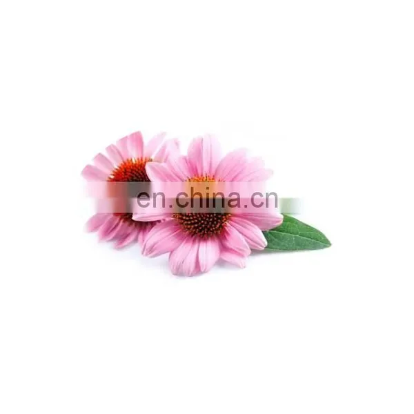 Free Sample Oraginc Herbal Echinacea Extract Powder photo-2