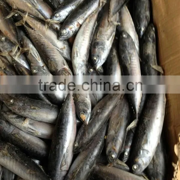Frozen Tuna Bonito Fish Whole Round photo-2