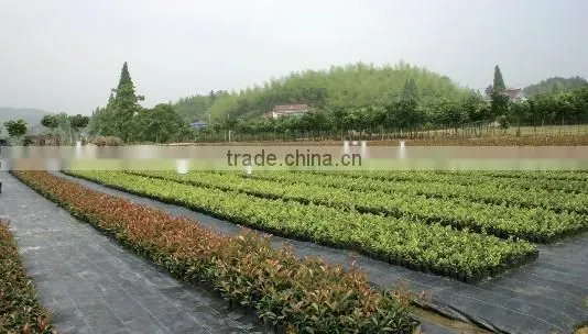 Nonwoven Landscape Ground Cover Supplier photo-3