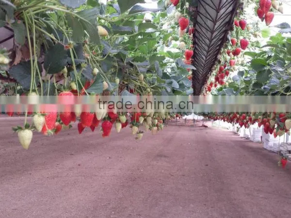 Effective Greenhouse Technologies for Hydroponic Growing Systems photo-5