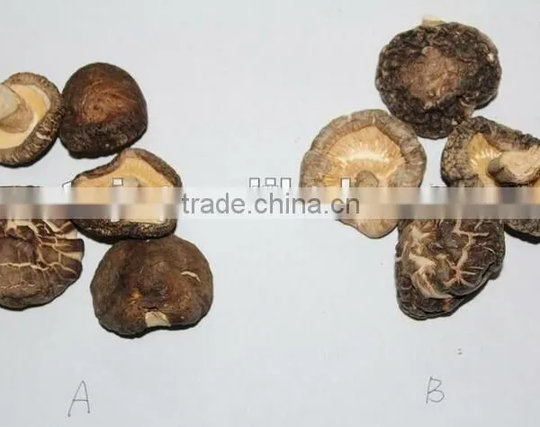 Quality Shiitake Mushroom photo-3