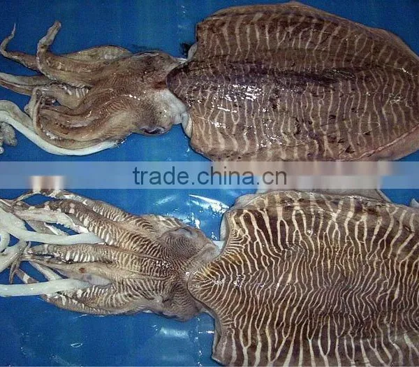 FROZEN CUTTLE FISH WHOLE ARABIAN SEA