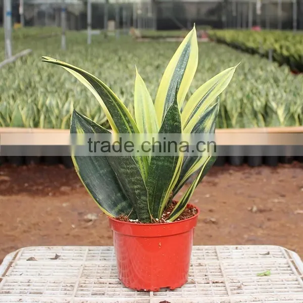 Golden Sansevieria for Home Decorative