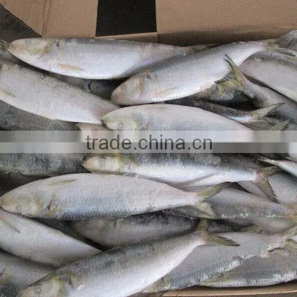 8-10pcs/kg Frozen W/R Sardine for Canning photo-2