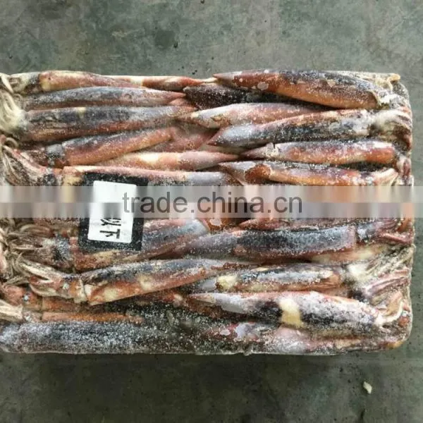 Frozen Illex Squid