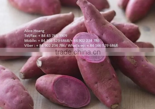 Fresh Sweet Potatoes/ Sweet Potato Export Good Prices photo-3