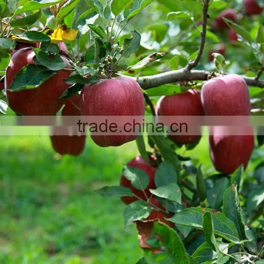 Sweet Juicy Fresh Red Delicious Apple Huaniu Apple by Wholesale photo-4
