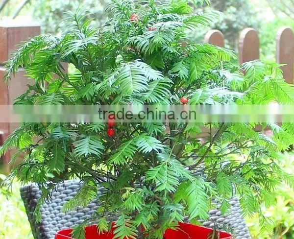 Taxus Bacatta Tree Seedling photo-3