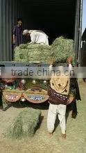 Rhodes Grass