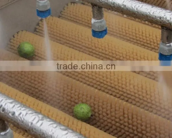 Full Automatic Indstrail Melon Washing and Drying Machine photo-4