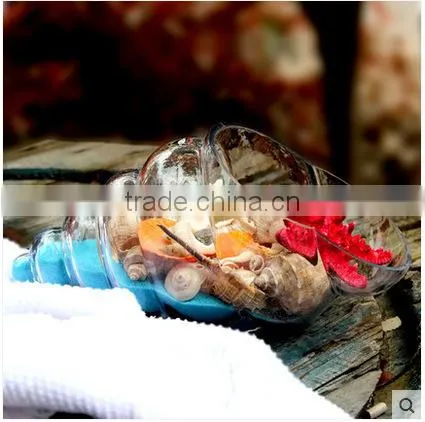 Creative Home Indoor Decoration Conch Shaped Micro Landscape Clear Hand Blown Glass Vase photo-3