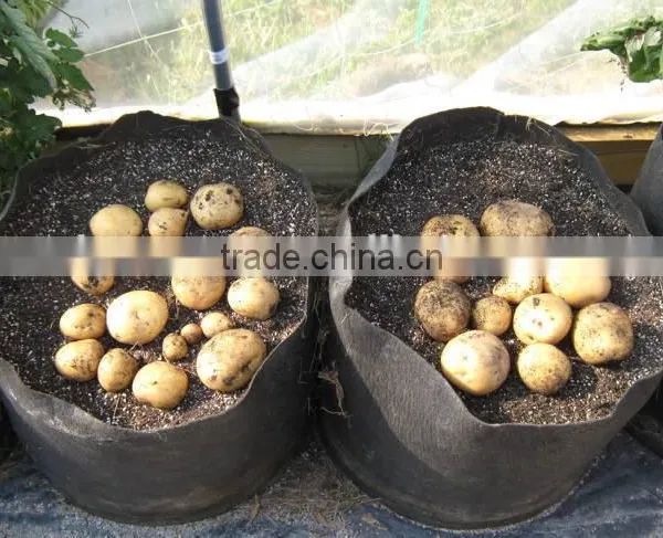 Nonwoven Disposable Plant Pot and Geo-bags for Plant (1 Gal to 1200 Gal) Flower Pot Holders Oem photo-4